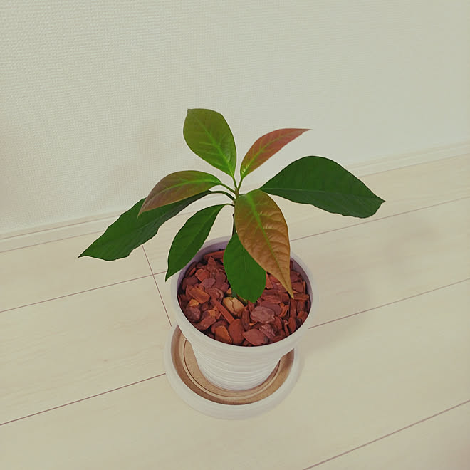 観葉植物 アボカド アボカドの種 アボカド育ててます のインテリア実例 10 08 09 42 08 Roomclip ルームクリップ 観葉植物 アボカド アボカドの種 アボカド育ててます のインテリア実例 10 08 09 42 08 Roomclip ルームクリップ