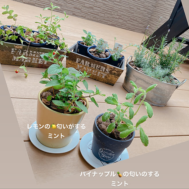 かわいい ガーデニング 植物 ロジア グリーン などのインテリア実例 05 27 10 27 36 Roomclip ルームクリップ