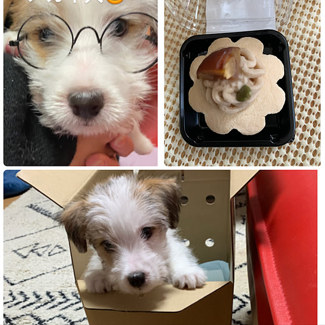 犬のいる暮らし ジャックラッセルテリアのいる家 やんちゃ犬 おめでとう 一才の誕生日 などのインテリア実例 21 09 17 13 12 38 Roomclip ルームクリップ