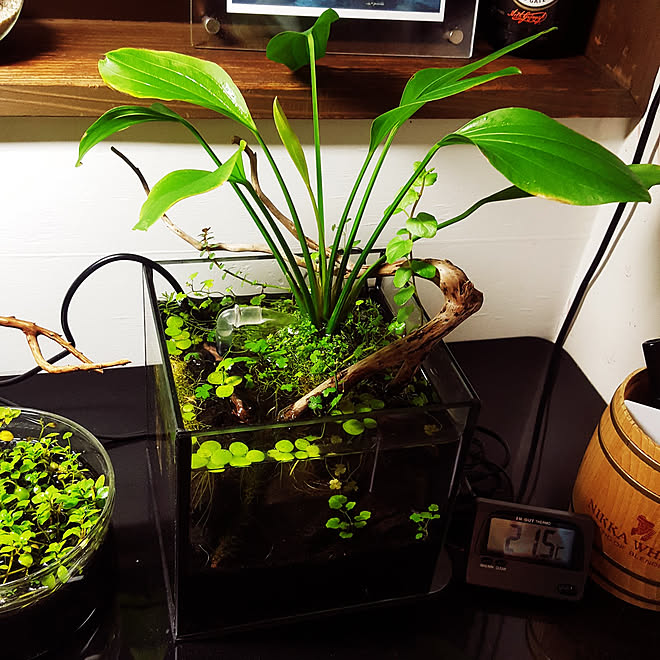 棚 観葉植物 水草 侘び草 水槽 などのインテリア実例 21 07 04 06 11 31 Roomclip ルームクリップ