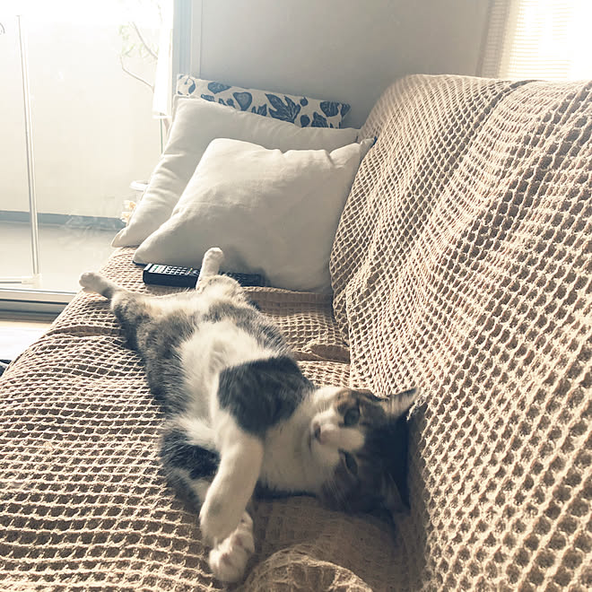 ワッフルカバー Ikeaクッションカバー ペットと暮らすインテリア ねこ ありがとうございます などのインテリア実例 21 05 12 19 28 39 Roomclip ルームクリップ ワッフルカバー Ikeaクッションカバー ペットと暮らすインテリア ねこ ありがとうございます などのインテリア実例 21 05 12 19 28 39 Roomclip ルームクリップ