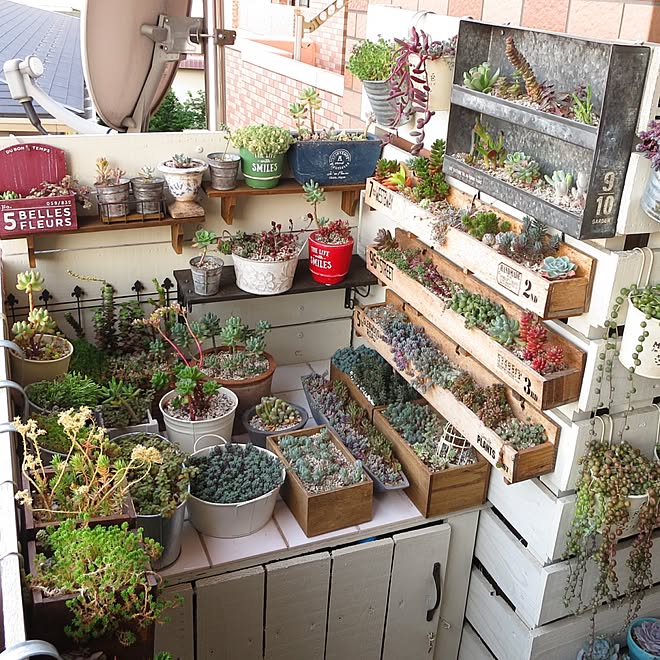 多肉植物 多肉植物 寄せ植え 多肉棚 Diy 木製プランター Diy ブリキ プランター などのインテリア実例 17 06 19 06 53 21 Roomclip ルームクリップ 多肉植物 多肉植物 寄せ植え 多肉棚 Diy 木製プランター Diy ブリキ プランター などのインテリア実例 17 06 19 06 53 21 Roomclip ルームクリップ