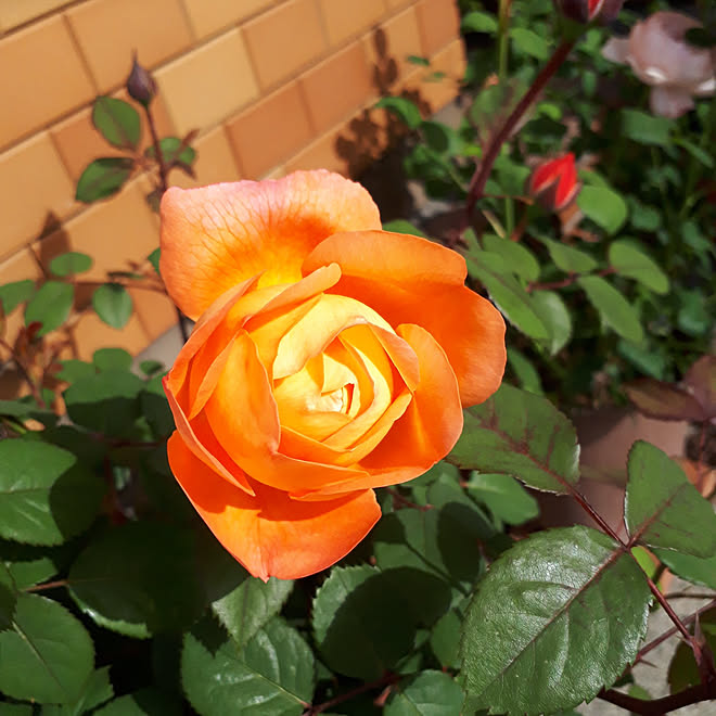 玄関 入り口 バラ 薔薇 薔薇鉢植え 薔薇初心者 などのインテリア実例 21 05 04 08 16 37 Roomclip ルームクリップ 玄関 入り口 バラ 薔薇 薔薇鉢植え 薔薇初心者 などのインテリア実例 21 05 04 08 16 37 Roomclip ルームクリップ