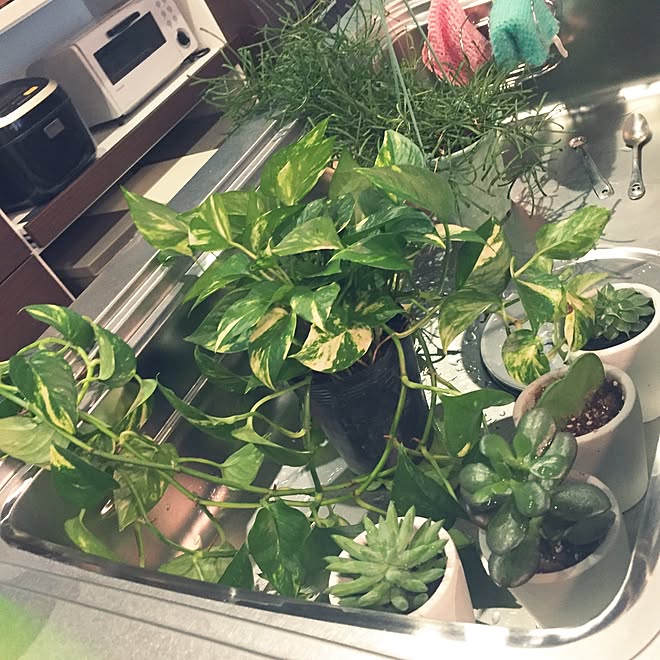 キッチン シンクで水やり 多肉植物 観葉植物 ポトス などのインテリア実例 17 07 09 00 25 32 Roomclip ルームクリップ