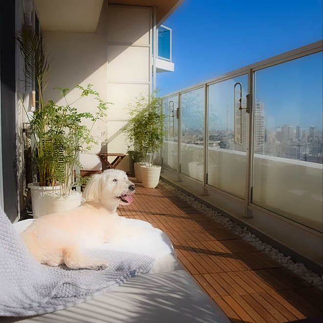 犬に優しいアパートのバルコニーのアイデア 10 選