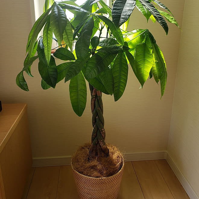 リビング 観葉植物 鉢カバー ココヤシファイバー パキラのインテリア実例 21 04 11 18 13 08 Roomclip ルームクリップ