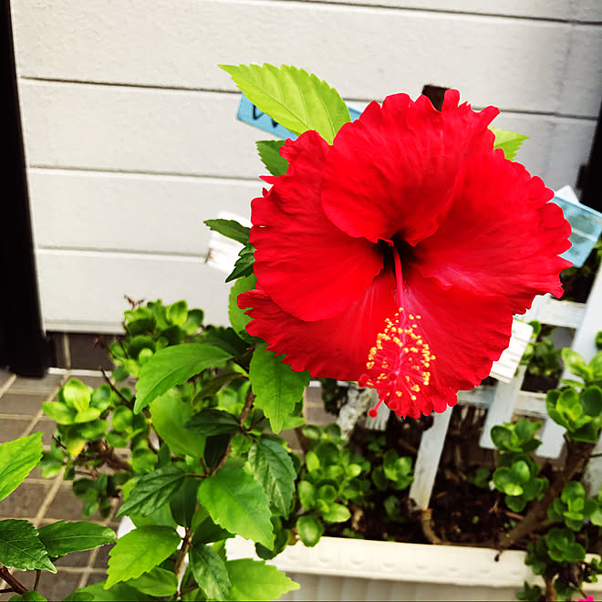 セミの声 夏の花 赤い花 ハイビスカス いつもいいねありがとうございます などのインテリア実例 07 21 08 16 37 Roomclip ルームクリップ