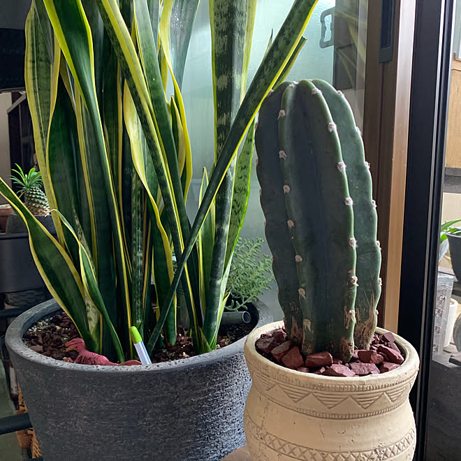 19 6 16 サンスベリア 柱サボテン グリーン大好き 癒しの空間 などのインテリア実例 19 06 16 10 23 02 Roomclip ルームクリップ