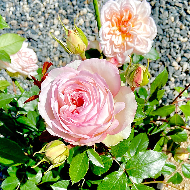薔薇 薔薇のある暮らし 鉢植え ステファニーグッテンベルク ばら などのインテリア実例 05 18 09 27 00 Roomclip ルームクリップ 薔薇 薔薇のある暮らし 鉢植え ステファニーグッテンベルク ばら などのインテリア実例 05 18 09 27 00 Roomclip ルームクリップ