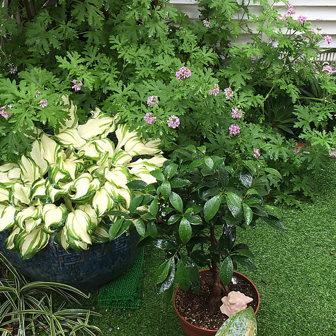 雨の庭 ローズゼラニウムとレモングラスの異種交配 蚊連草 ギボウシ 花のある暮らし などのインテリア実例 05 16 21 41 35 Roomclip ルームクリップ