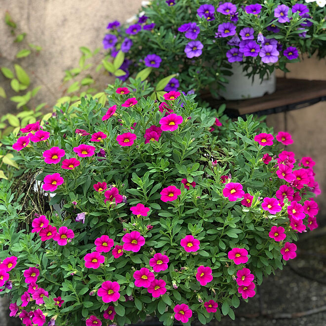 紫色の花 ピンクの花 お花が好き ガーデニング 8月の庭 などのインテリア実例 22 08 23 17 06 33 Roomclip ルームクリップ