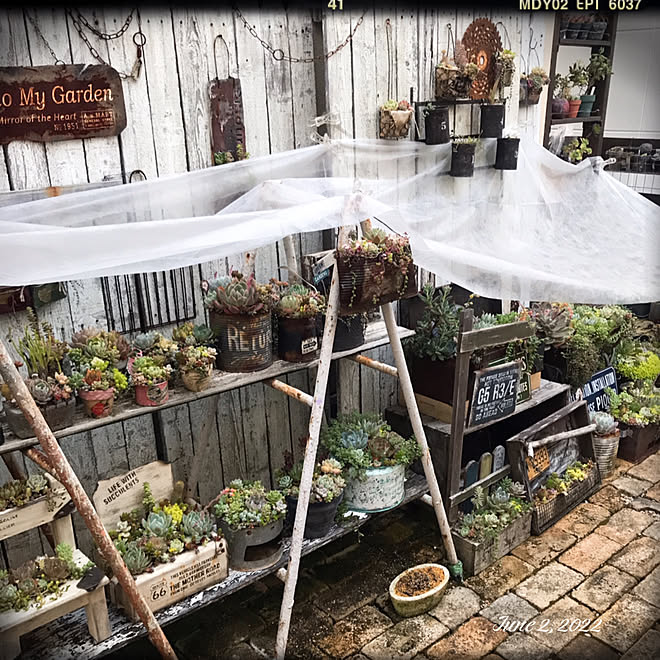 遮光スタイル 遮光はじめました 日陰の庭 ガーデニング 多肉植物 などのインテリア実例 22 06 03 21 38 25 Roomclip ルームクリップ