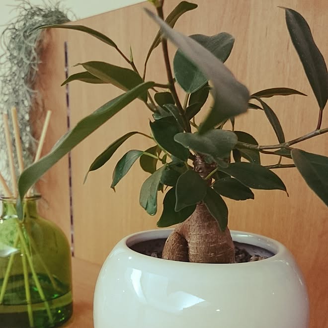 植物/日替わり投稿企画!木曜日/ガジュマル/いなざうるす屋さん/無印良品...などのインテリア実例 2017