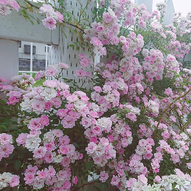 部屋全体 薔薇が好き 薔薇 庭のある暮らし シャビーシックに憧れて などのインテリア実例 19 05 28 16 04 04 Roomclip ルームクリップ 部屋全体 薔薇が好き 薔薇 庭のある暮らし シャビーシックに憧れて などのインテリア実例 19 05 28 16 04 04 Roomclip ルームクリップ