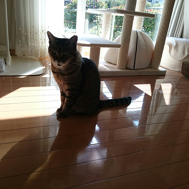 キッチン ねこが好き ねこと暮らす 老猫 猫 などのインテリア実例 18 10 14 13 34 04 Roomclip ルームクリップ キッチン ねこが好き ねこと暮らす 老猫 猫 などのインテリア実例 18 10 14 13 34 04 Roomclip ルームクリップ