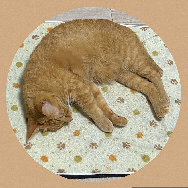 茶トラ ひかげ ペット用ホットカーペット 猫と暮らす 生活感のある家 寒さ対策 などのインテリア実例 22 03 12 23 06 16 Roomclip ルームクリップ