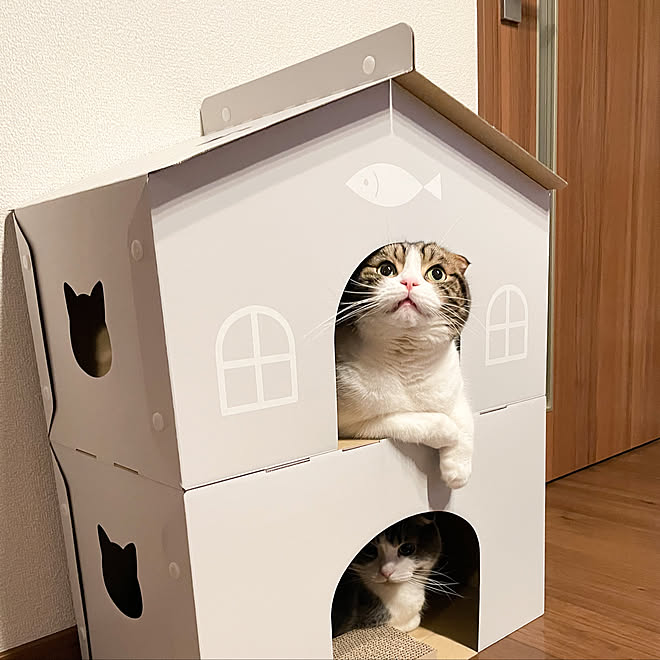 グレーインテリア ニトリ ダンボール 猫ハウス ねこのいる日常 などのインテリア実例 22 02 06 15 58 55 Roomclip ルームクリップ