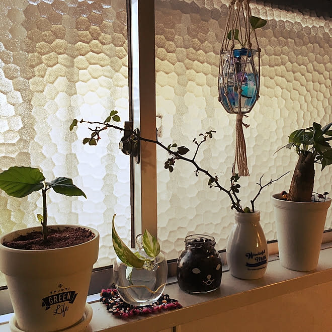 キッチン 暗い部屋 バラ パキラ 水栽培 などのインテリア実例 18 03 11 14 40 19 Roomclip ルームクリップ