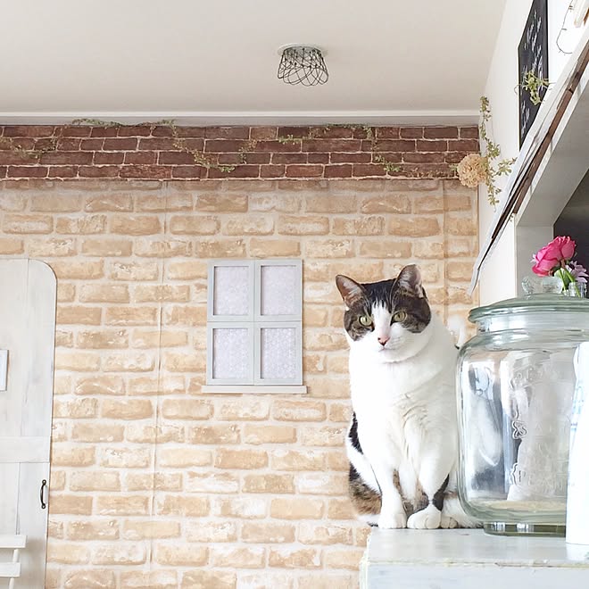 リビング いなさうるす屋さん レンガ柄壁紙 壁紙屋本舗 猫のいる風景 などのインテリア実例 16 02 24 08 56 31 Roomclip ルームクリップ