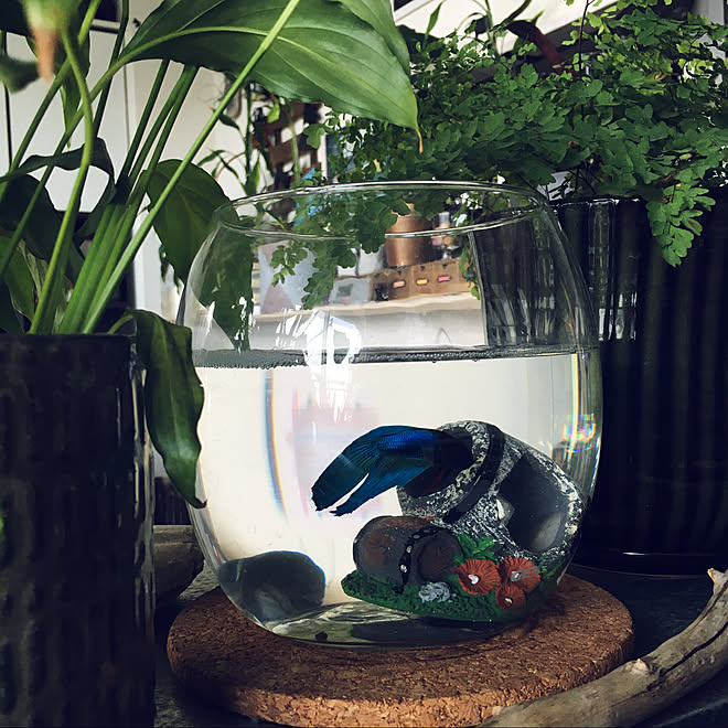 ベタ/ペットと暮らすインテリア/100均/観葉植物/棚&hellip;などのインテリア実例 20210510 201853
