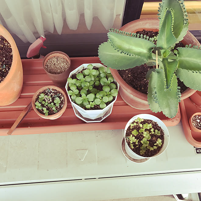 棚 弁慶カランコエ 子宝草の子株 植物 子宝草 などのインテリア実例 17 09 15 09 02 53 Roomclip ルームクリップ