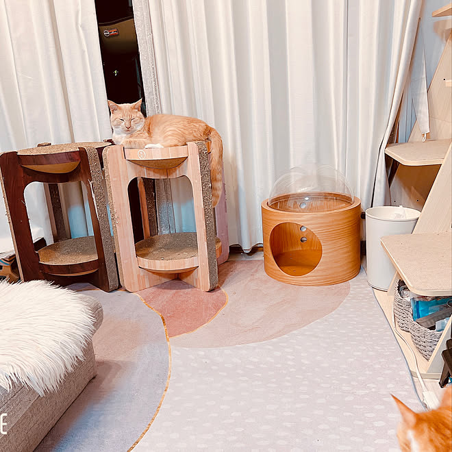 猫が喜ぶ快適なインテリア 猫がよろこぶ快適な部屋づくり 猫と暮らす 猫と寝る生活 猫のいる部屋 などのインテリア実例 22 02 17 09 12 23 Roomclip ルームクリップ