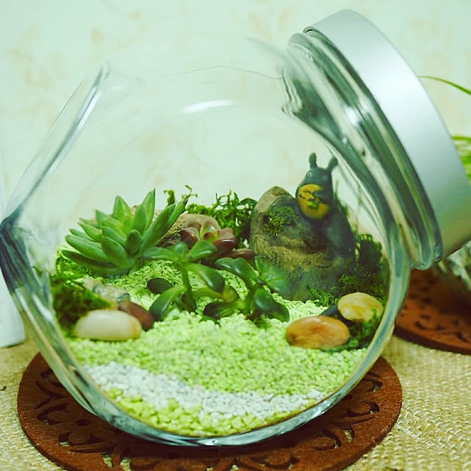 多肉植物 テラリウム トトロ 多肉植物初心者のインテリア実例 16 11 28 13 53 09 Roomclip ルームクリップ