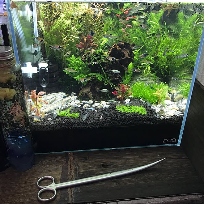 アクアリウム 水草 水槽のある部屋 水槽のある暮らし いいね フォローありがとうございます などのインテリア実例 18 06 14 19 48 41 Roomclip ルームクリップ アクアリウム 水草 水槽のある部屋 水槽のある暮らし いいね フォローありがとうございます などのインテリア実例 18 06 14 19 48 41 Roomclip ルームクリップ