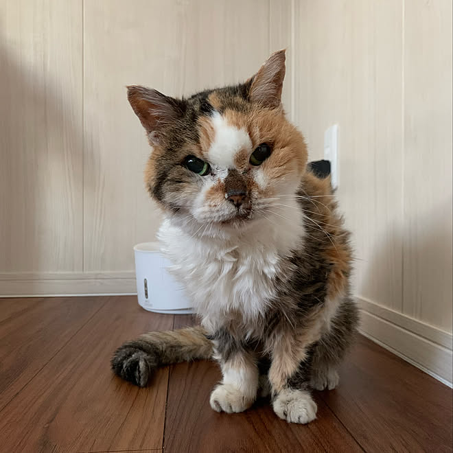 北海道の夏 ねこと暮らす ペット用壁紙 ねことここちよく暮らす ねこのいる暮らし などのインテリア実例 22 08 21 10 29 43 Roomclip ルームクリップ