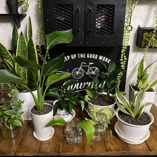 植物のある暮らし ブルックリンスタイルに憧れる 気軽にフォローしてください サンスベリア ゴールデンハニー 植え替え完了 などのインテリア実例 21 03 28 29 07 Roomclip ルームクリップ