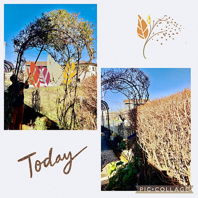 Rcの出会いに感謝 見てくれてありがとう 植物のある暮らし ドウダンツツジは葉っぱ落ちました ドウダンツツジの垣根 などのインテリア実例 21 12 03 13 58 46 Roomclip ルームクリップ