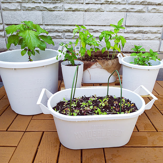 壁 天井 ベランダガーデニング ベランダ菜園 ベランダの有効活用 ベランダ などのインテリア実例 07 18 17 38 45 Roomclip ルームクリップ