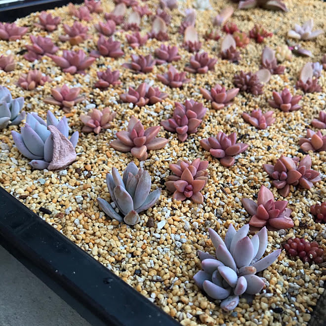 最終値下げ Goto様専用 黒トレー葉挿し 多肉植物 3fe 店舗在庫をネットで確認 Pn Batam Go Id