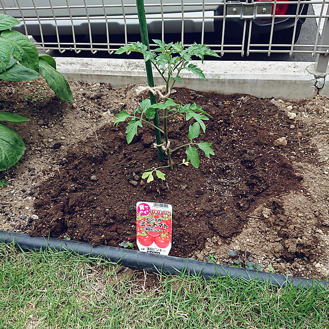 玄関 入り口 家庭菜園 ミニトマト栽培 夏野菜植え付け 成長が楽しみ などのインテリア実例 22 04 28 10 42 34 Roomclip ルームクリップ
