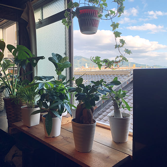 いやしの風景 リメイクシート 和室を洋室に 観葉植物のインテリア実例 10 11 15 50 51 Roomclip ルームクリップ