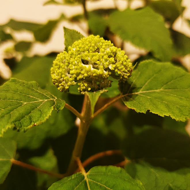 玄関 入り口 シンボルツリー 北海道 アナベル 札幌 などのインテリア実例 21 06 04 21 58 05 Roomclip ルームクリップ