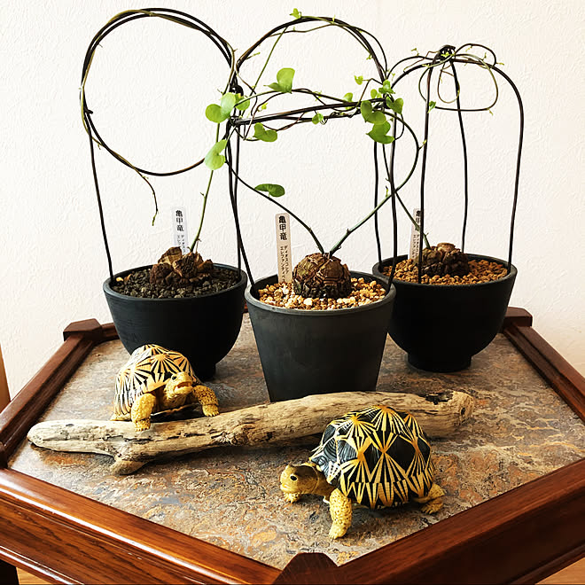 癒し カメガチャ リクガメ ディオスコレアエレファンティペス 亀甲竜 などのインテリア実例 07 30 12 06 23 Roomclip ルームクリップ