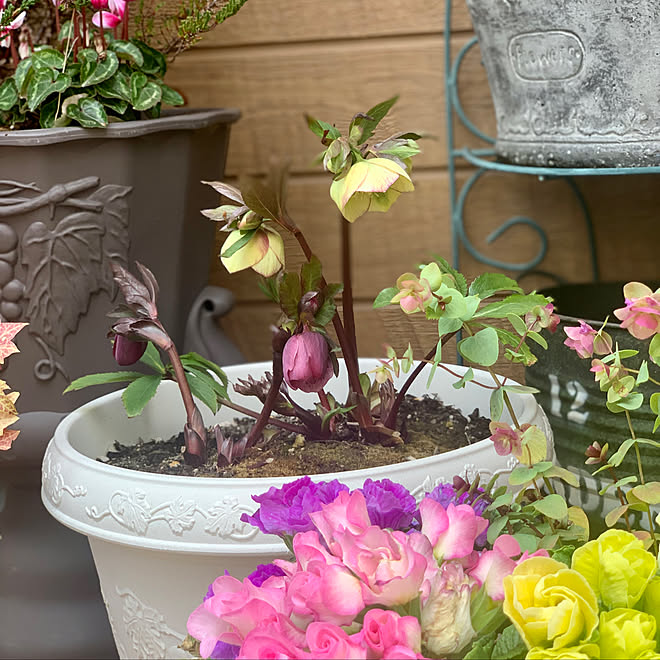 クリスマスローズ こどもと暮らす カインズ 花のある暮らし 玄関 入り口のインテリア実例 22 03 06 14 52 01 Roomclip ルームクリップ クリスマスローズ こどもと暮らす カインズ 花のある暮らし 玄関 入り口のインテリア実例 22 03 06 14 52 01 Roomclip ルームクリップ