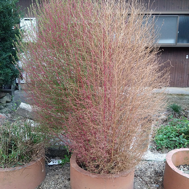 玄関 入り口 コキア 今年はこれでほうき作ろうと思ったが 無理 のインテリア実例 22 09 29 17 29 54 Roomclip ルームクリップ 玄関 入り口 コキア 今年はこれでほうき作ろうと思ったが 無理 のインテリア実例 22 09 29 17 29 54 Roomclip ルームクリップ