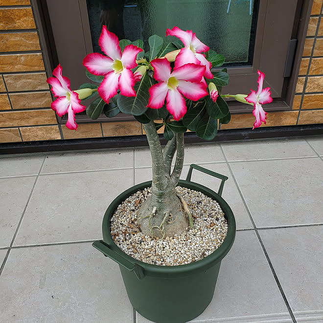 多肉植物 キングアデニウムKing Adenium 多肉植物 キングアデニウムKing Adenium