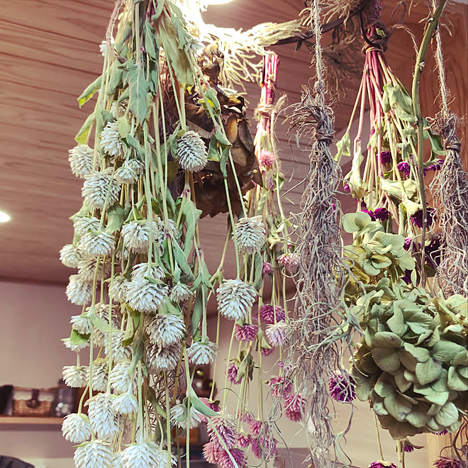 千日紅 ピンク 赤 白 まだ作りたて 千日紅のドライ ドライフラワー ドライフラワーのある暮らし などのインテリア実例 09 06 14 52 41 Roomclip ルームクリップ