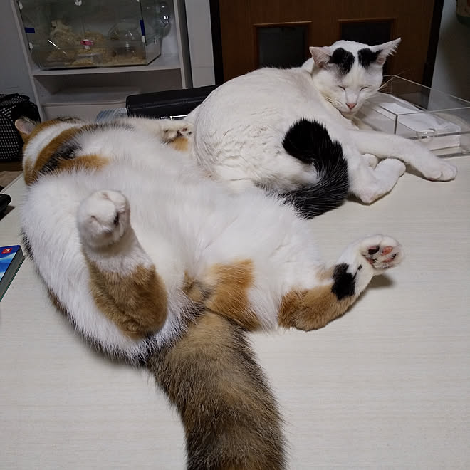 リビング/いつもいいね！ありがとうございます♪/猫のゆずさん 