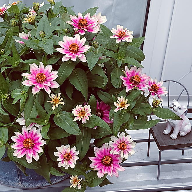 部屋全体 ジニアプロフュージョン 北海道 秋の気配 ブリキの鉢 などのインテリア実例 22 08 31 09 11 05 Roomclip ルームクリップ