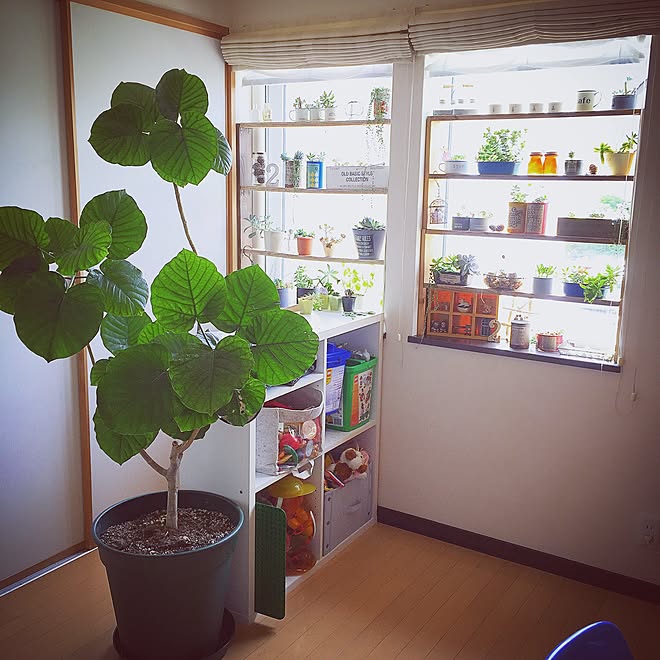 窓辺/ウンベラータ/多肉植物/リメ缶/観葉植物...などのインテリア実例 - 2015-06-27 08:16:22
