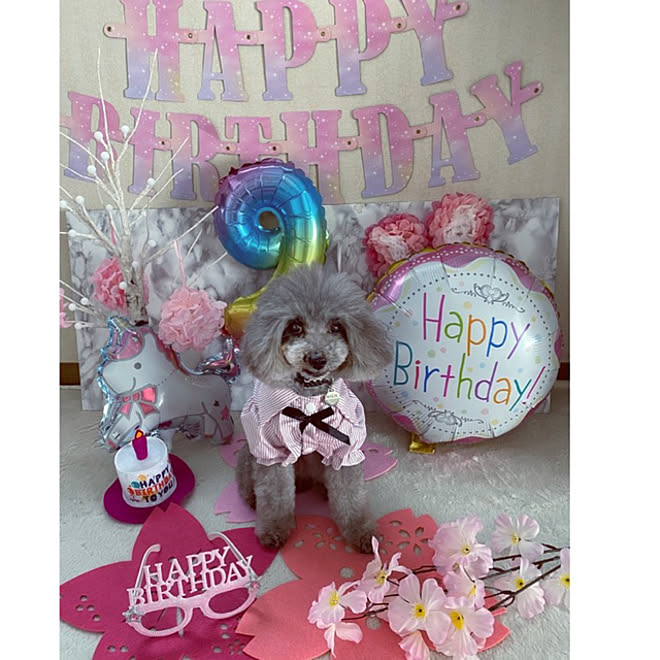 ニトリ ダイソー雑貨 セリアの雑貨 ペットと暮らすインテリア 犬ベッド などのインテリア実例 21 05 01 12 03 59 Roomclip ルームクリップ