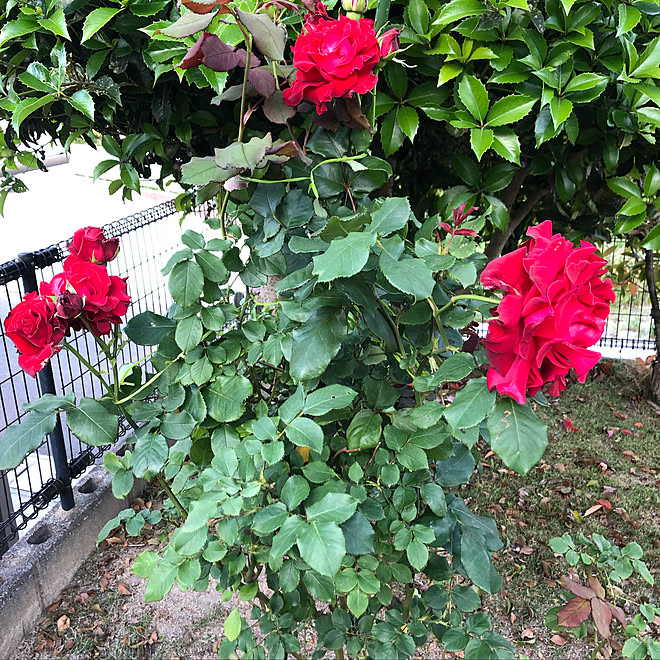 庭の花木 植物のある暮らし ガーデニング 玄関 入り口のインテリア実例 19 05 14 18 28 01 Roomclip ルームクリップ