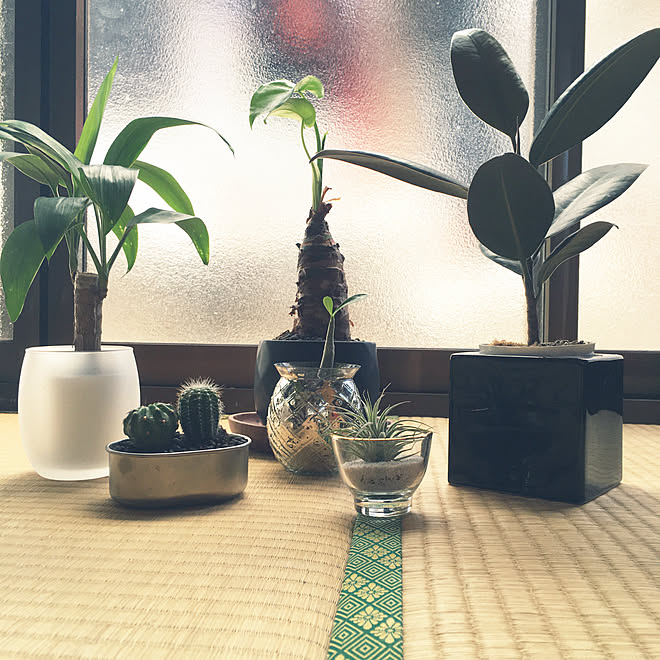 和室 古い家 観葉植物のある暮らし 平家 平家で暮らす などのインテリア実例 08 11 14 07 40 Roomclip ルームクリップ 和室 古い家 観葉植物のある暮らし 平家 平家で暮らす などのインテリア実例 08 11 14 07 40 Roomclip ルームクリップ