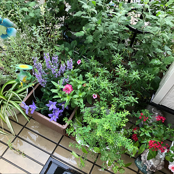 菊 紫の花が好き ダイソー 秋 100均雑貨 などのインテリア実例 09 06 08 39 28 Roomclip ルームクリップ