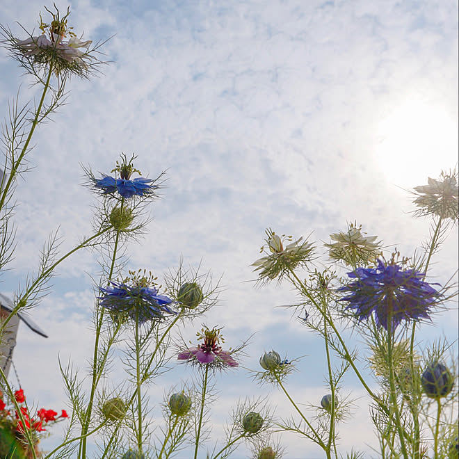 ニゲラ 花が好き フォローありがとうございます 花の寄せ植え 花と緑のある暮らし などのインテリア実例 19 05 15 07 40 51 Roomclip ルームクリップ