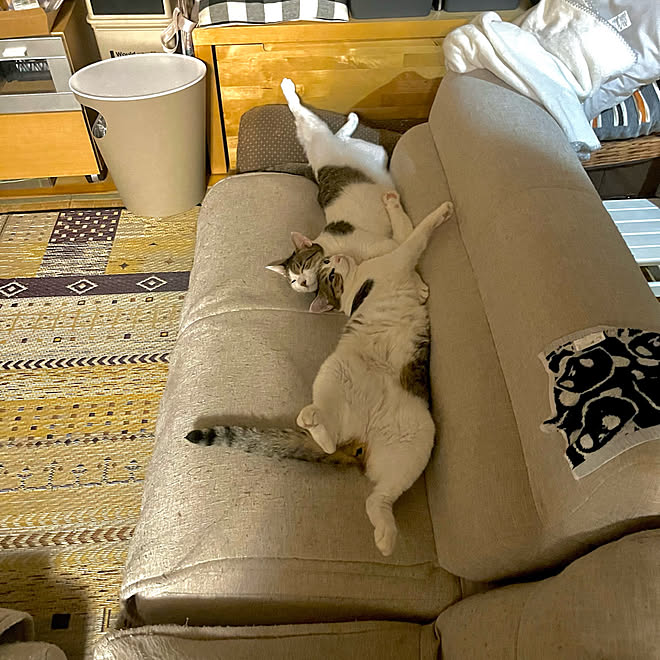 日常に感謝 電気つけてごめんね 猫ばかりでごめんにゃさい ちょっと蒸し暑かった 休日の過ごし方 などのインテリア実例 22 09 25 10 35 04 Roomclip ルームクリップ